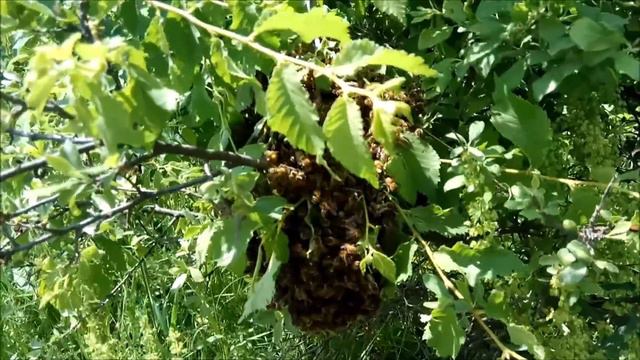 Αφεσμός Σμηνουργία 2019 смотреть онлайн