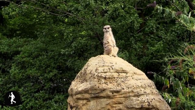 English Idioms, Phrases and Sayings - 4 смотреть онлайн