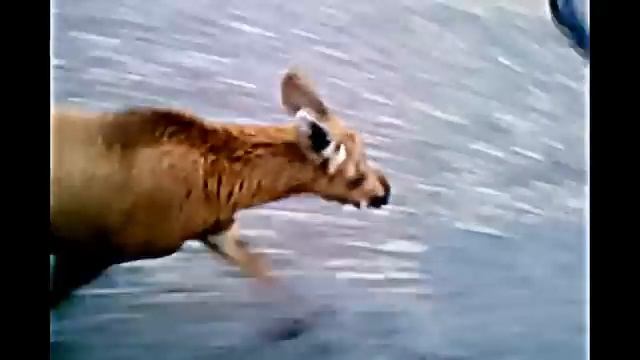 лось-олень смотреть онлайн