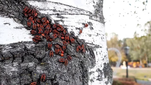 Клоп-солдатик, или красноклоп бескрылый, или козачёк, или красный клоп смотреть онлайн