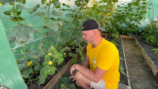Омоложение лианы огурцов.Пасынкование. смотреть онлайн