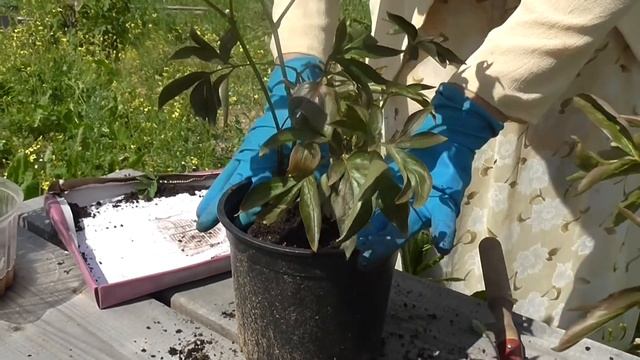 Пион из ОБИ (Часть 3) смотреть онлайн