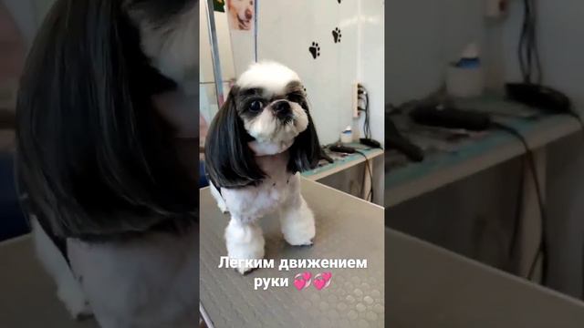 стрижка ши-тцу смотреть онлайн