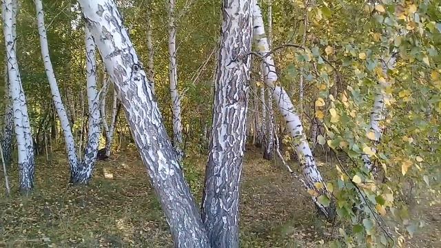Осенний лес . Петропавловск (Казахстан )2019г. смотреть онлайн