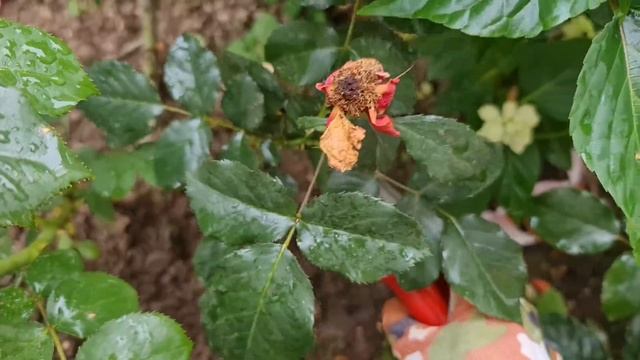 ПЛОХО РАСТУТ РОЗЫ? СРОЧНО обрежьте ЭТИ ПОБЕГИ! ВАЖНАЯ ОБРЕЗКА, о которой МНОГИЕ НЕ ЗНАЮТ! смотреть онлайн