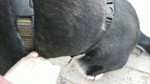 Шлейка, из которой собака точно не вылезет