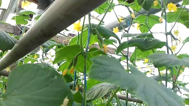 Теплица - белая гниль на огурце смотреть онлайн