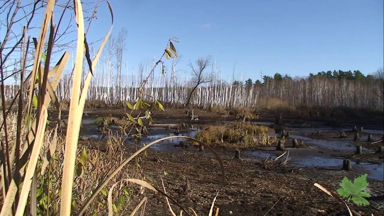 Прогулки с дедушкой Грибником - история о Клюкве (пилотный выпуск) смотреть онлайн