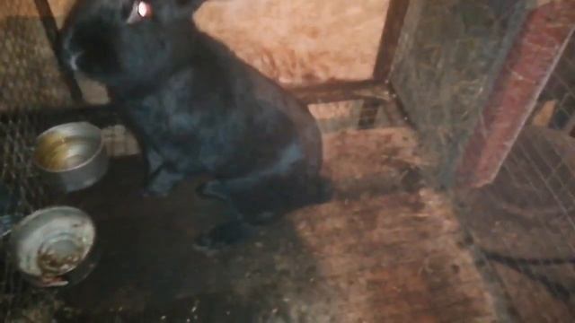 ПРО ГИБЕЛЬ КРОЛИКОВ / КАЛИФОРНИЙСКАЯ ПОРОДА НЕ ДЛЯ МОЕГО ХОЗЯЙСТВА смотреть онлайн