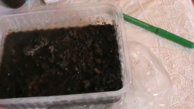 Лучший способ посадки семян ПЕРЦЕВ, ТОМАТОВ, БАКЛАЖАНОВ смотреть онлайн