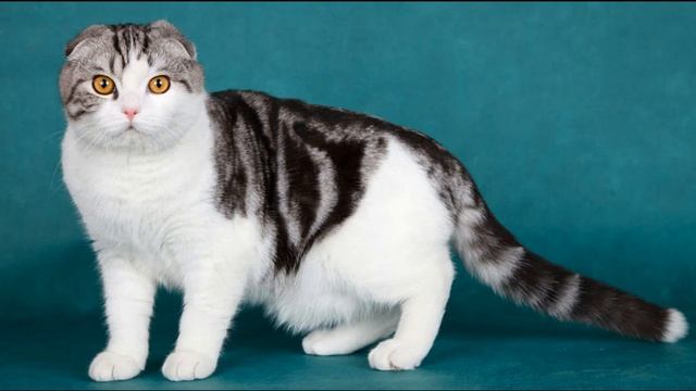 ПОЧЕМУЛЬКА. ШОТЛАНДСКАЯ ВИСЛОУХАЯ КОШКА. СТИХИ ДЛЯ МАЛЫШЕЙ. ПОТЕШКИ. смотреть онлайн