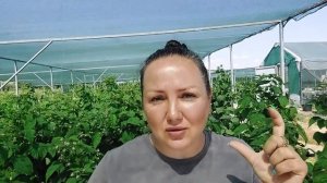 Питание ремонтантной малины и ежевики