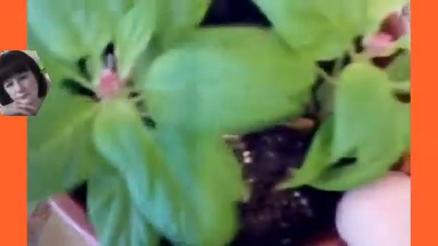 ✨ Новинки.Арбузная пеперомия,бегония, кислица и другие.??? смотреть онлайн