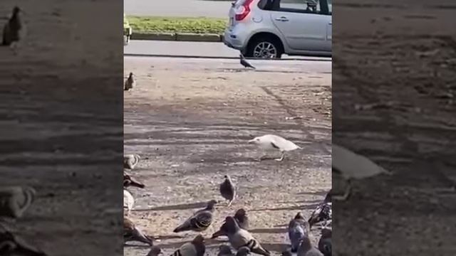 Чайка охотится на голубей смотреть онлайн