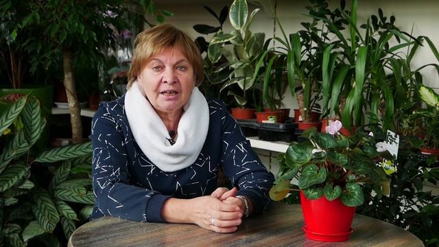 Когда собирать шиповник? ☝ Полезные свойства шиповника ? Обзор HitsadTV