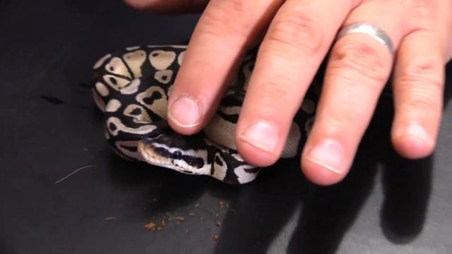 2020 Ball Python Clutch Update!!! AXANTHICS! Pastels, zebras, and spiders!! BEAUTIFUL BABY SNAKES смотреть онлайн