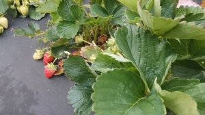 Клубника Кабрилло, взвешиваем ягоду с первой волны!