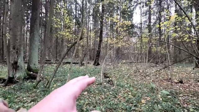 ❗МОРОЗ ГРИБАМ не ПОМЕХА!?ГРИБЫ ПРУТ в ПОДМОСКОВЬЕ 26 октября 2023?ЛИСИЧКИ, ОПЯТА, ВЁШЕНКА, ЕЖОВИК смотреть онлайн