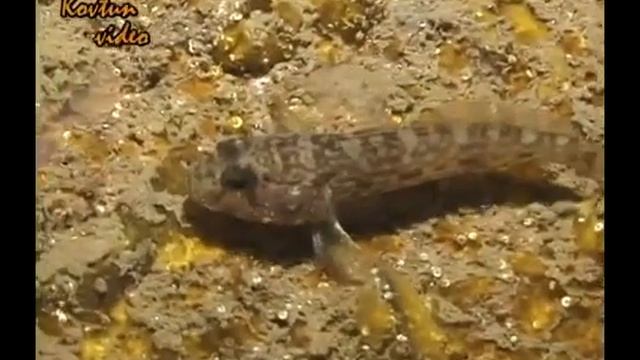 © Рыбы Черного моря. Gobiidae // Fishes of the Black Sea смотреть онлайн
