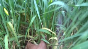 14.06.19. Яровой ячмень, сорт Паустиан. Ранний срок сева.