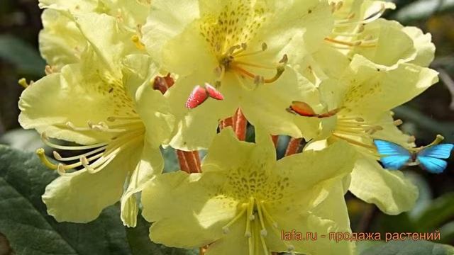 Рододендрон гибридный Голдфорт (goldfort) ? обзор: как сажать, саженцы рододендроны Голдфорт смотреть онлайн