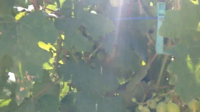 ОБРЫВАЮ УСЫ И ПАСЫНКИ НА ВИНОГРАДЕ . смотреть онлайн