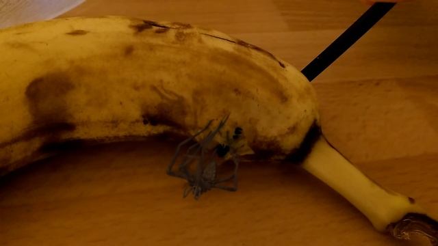 Spider bursts out of a banana - FAKE - explained смотреть онлайн