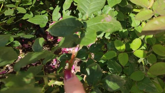 Потрясающая Роза Сурир Дю Хавр, (SOURIRE DU HAVRE) подкормка для 2 цветения смотреть онлайн