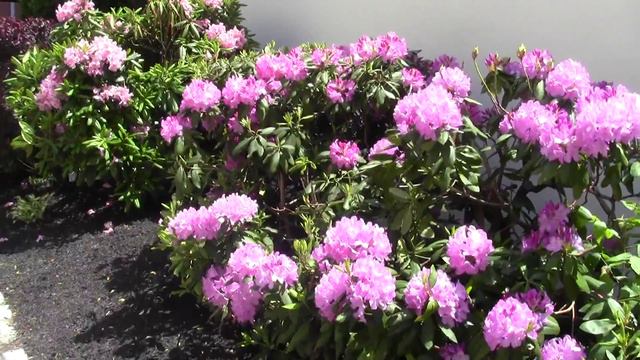 2013 05 30 Robin Hooding Keene x003 смотреть онлайн