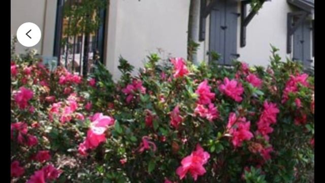 Best Evergreen Shrubs for Home Garden | Foundation Plants | Garden Shrubs | Shrubs for Landscaping смотреть онлайн