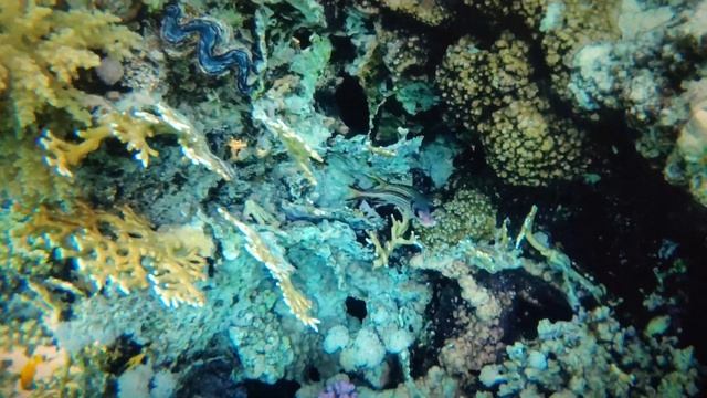 Шарм-эль-Шейх пляж отеля Dreams Beach Resort .Потрясающе завораживающий подводный мир. смотреть онлайн