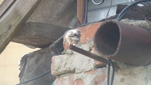 Синицы, воробьи и люди. Гнёзда в строительных плитах смотреть онлайн