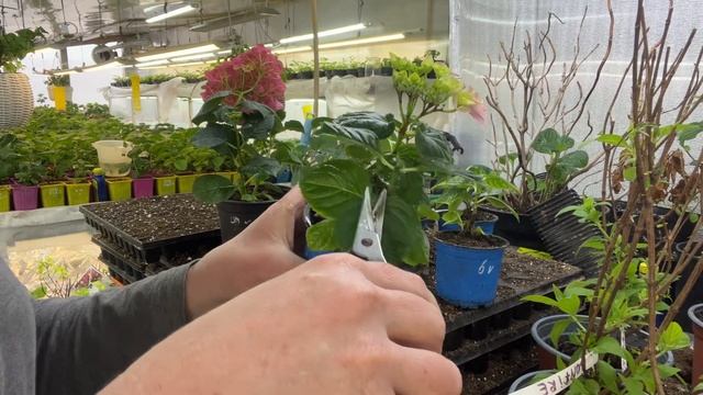 Убирать или оставлять цвет на гортензиях. Слепой черенок. смотреть онлайн