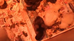 Вертячка у цыплят. Как я справляюсь с этой проблемой. Дешёвое средство.