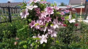 ЭТИ СОРТА КЛЕМАТИСОВ САМЫЕ КРАСИВЫЕ И ОБИЛЬНОЦВЕТУЩИЕ. ЗНАКОМЛЮ С ЛЮБИМЦАМИ МОЕГО САДА.