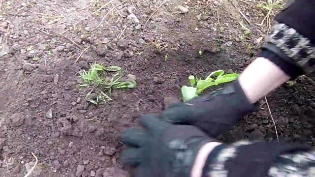 Посадка и Выращивание Капусты из Рассады в Открытом Грунте. 2016 год смотреть онлайн