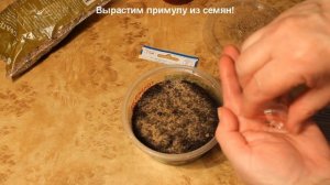 Примула из семян в домашних условиях. Обязательные условия без которых не вырастить примулу.