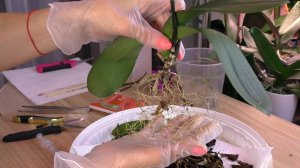 Орхидея БЕЗ КОРНЕЙ.  КАК ПОСАДИТЬ... КАК НАРАСТИТЬ...