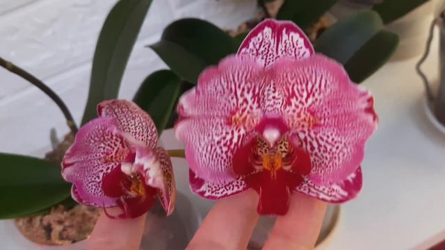 Орхідеї - від отримання і до квітування 🙂🌺 смотреть онлайн