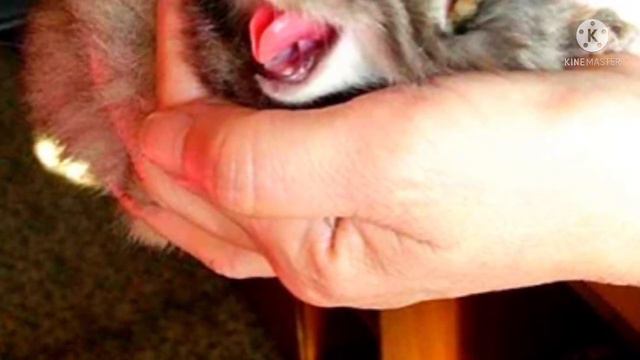 Мужчина нашел в сарае маленьких котят. Узнав об их стоимости, фермеру начали завидовать его соседи смотреть онлайн
