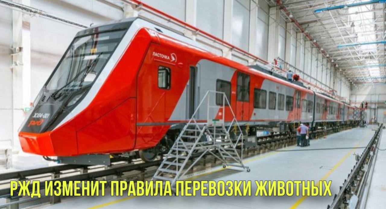 РЖД изменит правила перевозки животных | Конор Макгрегор объявил о возвращении смотреть онлайн