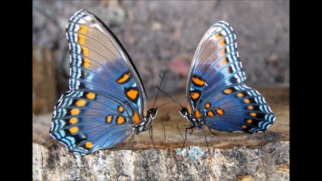 Коллекция бабочек. смотреть онлайн