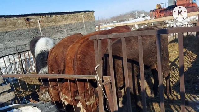 Жизнь в селе#Казахстан#К нам пришла весна.Пополнение прибыло. смотреть онлайн