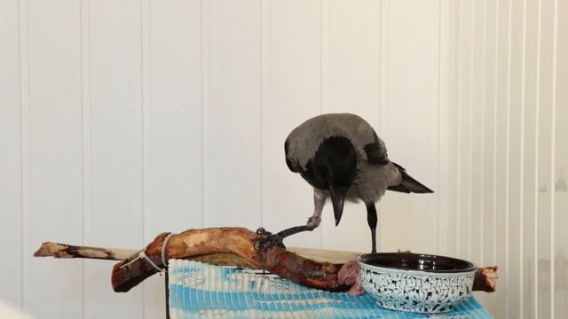 УДИВИТЕЛЬНАЯ ИСТОРИЯ (ЖИВОТНЫЕ ДРУЗЕЙ КАНАЛА) смотреть онлайн