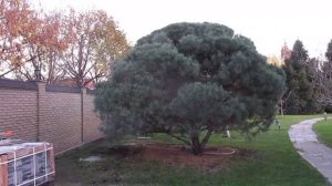 СОСНА.  Результат формирования кроны.