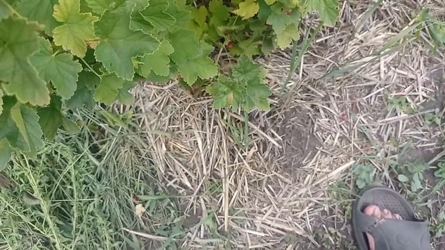 смородина червона(порічка) джонкер ван тетс смотреть онлайн