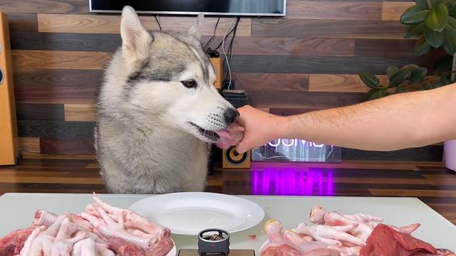 МУКБАНГ АСМР Хаски ест Мясо / ASMR Husky Reviewing Raw Beef Meat Parts! смотреть онлайн