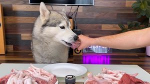 МУКБАНГ АСМР Хаски ест Мясо / ASMR Husky Reviewing Raw Beef Meat Parts!
