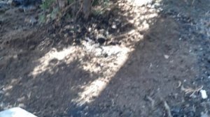 Уход за хвойными весной.Бона форте - мой выбор удобрений для хвойных.