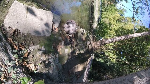 GOPR0545 кто это Нутрия.. смотреть онлайн